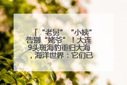 “老舅”“小姨”告别“姥爷”！大连9头斑海豹重归大海，海洋世界：它们已具备野外生存能力
