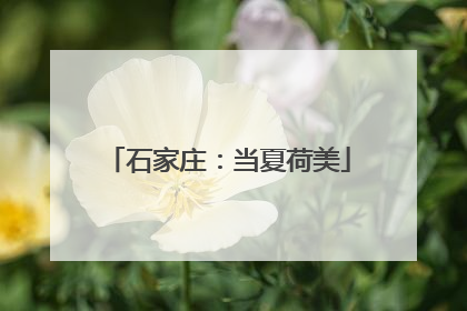石家庄：当夏荷美