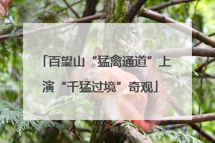 百望山“猛禽通道”上演“千猛过境”奇观