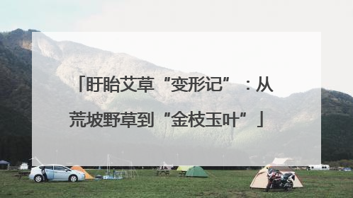 盱眙艾草“变形记”：从荒坡野草到“金枝玉叶”