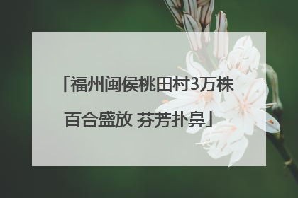 福州闽侯桃田村3万株百合盛放 芬芳扑鼻