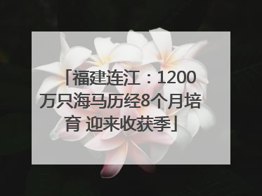福建连江：1200万只海马历经8个月培育 迎来收获季