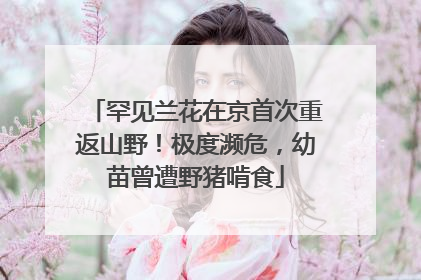 罕见兰花在京首次重返山野！极度濒危，幼苗曾遭野猪啃食