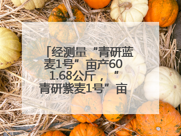 经测量“青研蓝麦1号”亩产601.68公斤，“青研紫麦1号”亩产671公斤