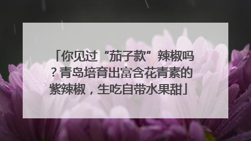 你见过“茄子款”辣椒吗？青岛培育出富含花青素的紫辣椒，生吃自带水果甜