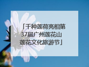 千种莲荷亮相第37届广州莲花山莲花文化旅游节