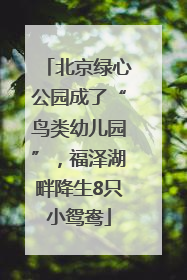 北京绿心公园成了“鸟类幼儿园”，福泽湖畔降生8只小鸳鸯