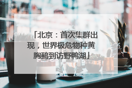 北京：首次集群出现，世界极危物种黄胸鹀到访野鸭湖