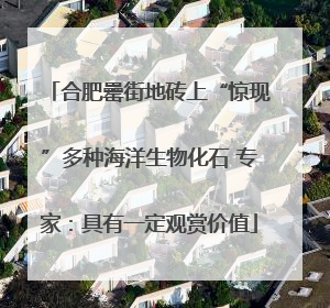 合肥罍街地砖上“惊现”多种海洋生物化石 专家：具有一定观赏价值