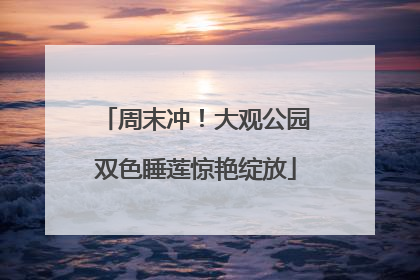 周末冲！大观公园双色睡莲惊艳绽放