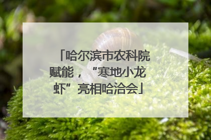 哈尔滨市农科院赋能，“寒地小龙虾”亮相哈洽会