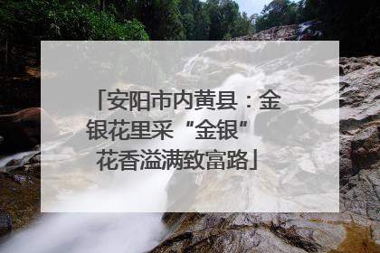 安阳市内黄县：金银花里采“金银” 花香溢满致富路