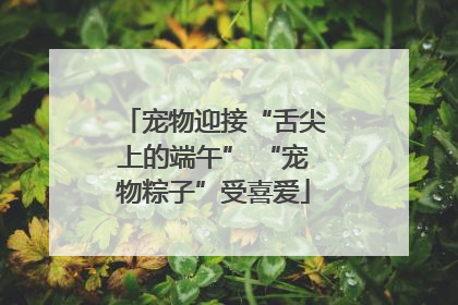 宠物迎接“舌尖上的端午” “宠物粽子”受喜爱