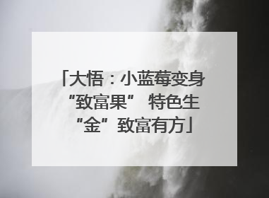 大悟：小蓝莓变身“致富果” 特色生“金”致富有方