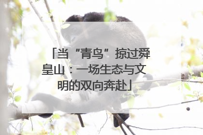 当“青鸟”掠过舜皇山：一场生态与文明的双向奔赴