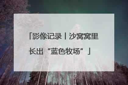 影像记录丨沙窝窝里长出“蓝色牧场”