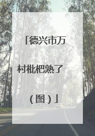 德兴市万村枇杷熟了（图）