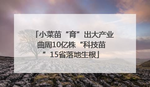 小菜苗“育”出大产业 曲周10亿株“科技苗”15省落地生根
