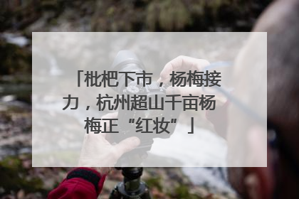 枇杷下市，杨梅接力，杭州超山千亩杨梅正“红妆”