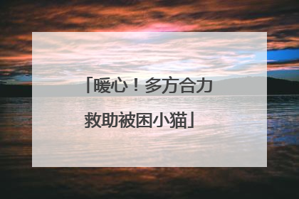 暖心！多方合力救助被困小猫