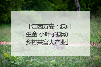 江西万安：绿叶生金 小叶子撬动乡村共富大产业