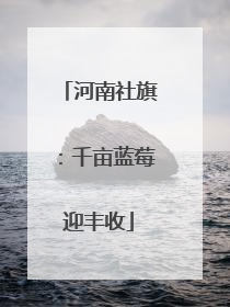 河南社旗：千亩蓝莓迎丰收