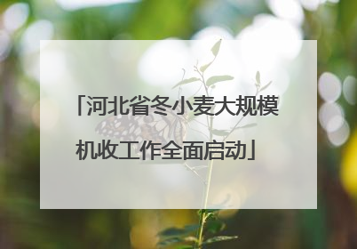 河北省冬小麦大规模机收工作全面启动