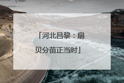 河北昌黎：扇贝分苗正当时