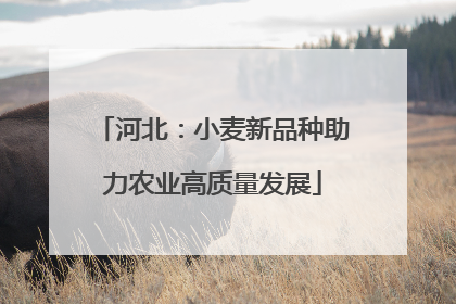 河北：小麦新品种助力农业高质量发展