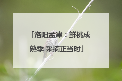 洛阳孟津：鲜桃成熟季 采摘正当时