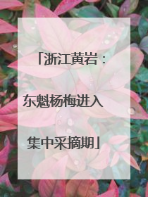 浙江黄岩：东魁杨梅进入集中采摘期