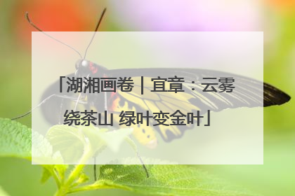 湖湘画卷｜宜章：云雾绕茶山 绿叶变金叶