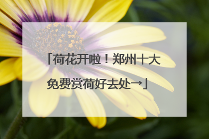 荷花开啦！郑州十大免费赏荷好去处→