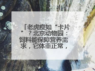 老虎瘦如“卡片”？北京动物园：饲料能保障营养需求，它体重正常，放心吧
