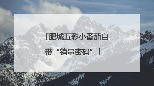 肥城五彩小番茄自带“销量密码”