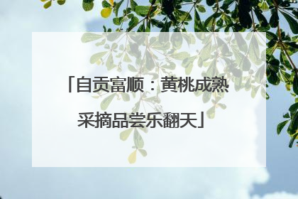 自贡富顺：黄桃成熟 采摘品尝乐翻天