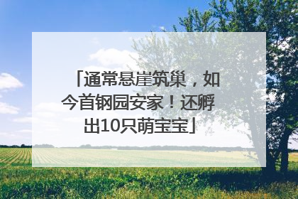 通常悬崖筑巢，如今首钢园安家！还孵出10只萌宝宝
