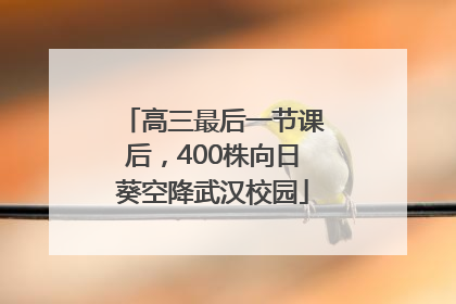 高三最后一节课后，400株向日葵空降武汉校园