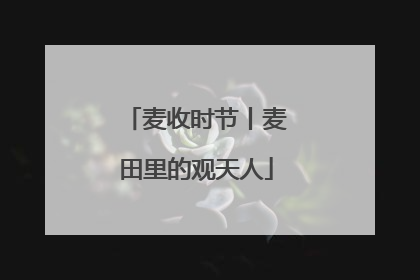 麦收时节丨麦田里的观天人