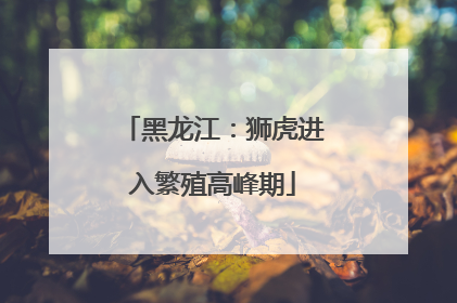 黑龙江：狮虎进入繁殖高峰期
