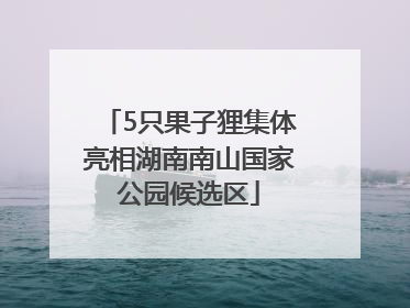5只果子狸集体亮相湖南南山国家公园候选区